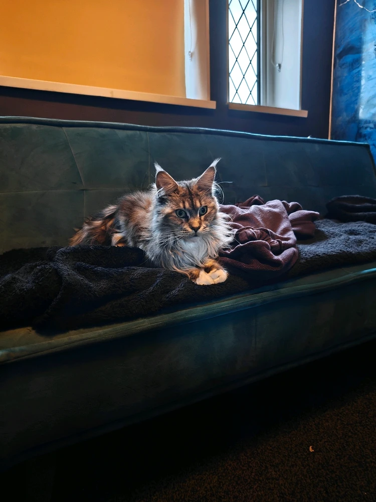 I-upload ni Ben ang larawan