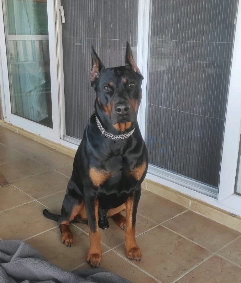 IrResistibLe tarafından yüklenen GIF