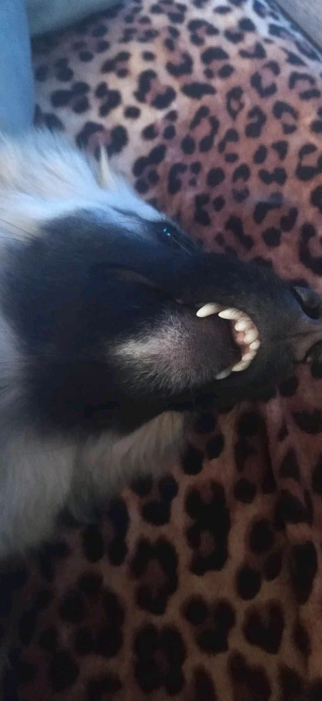 Dézsán Ferenc által feltöltött GIF