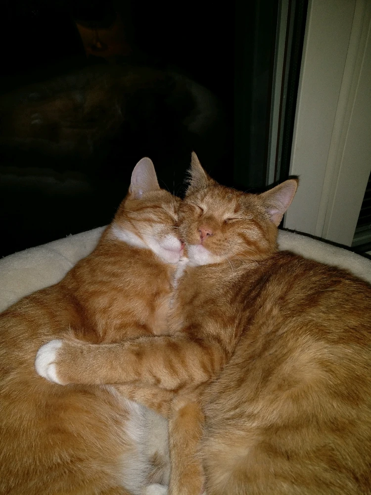 Boris vill ha vÀrme och Morris börjar bli smÄtt irriterad pÄ brorsan.