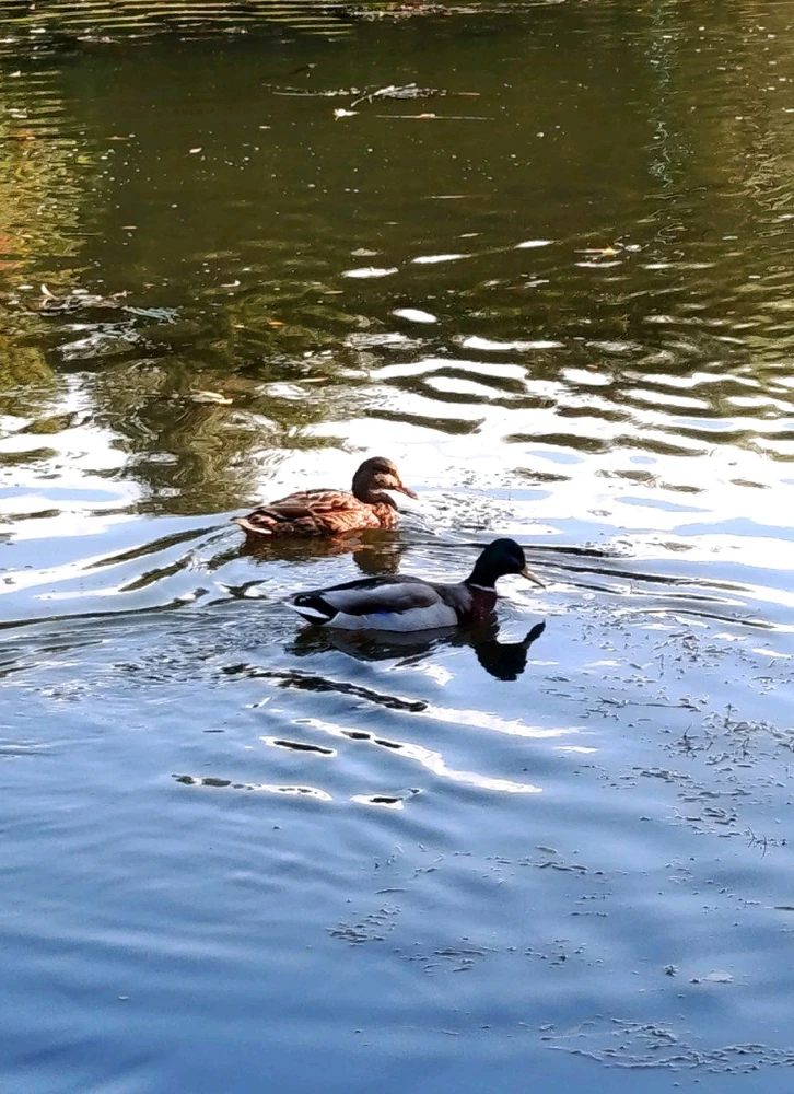 Фото загрузил Анге