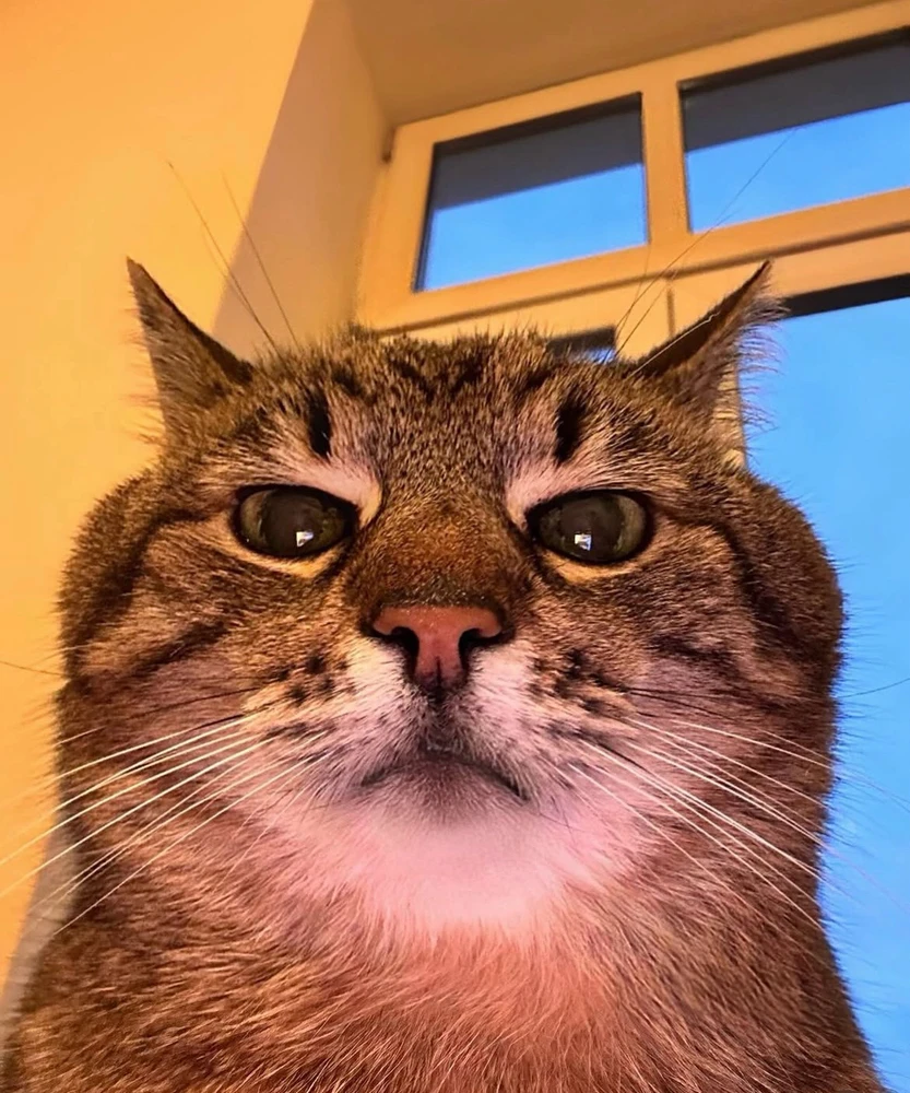 GIF gi-upload ni Siren