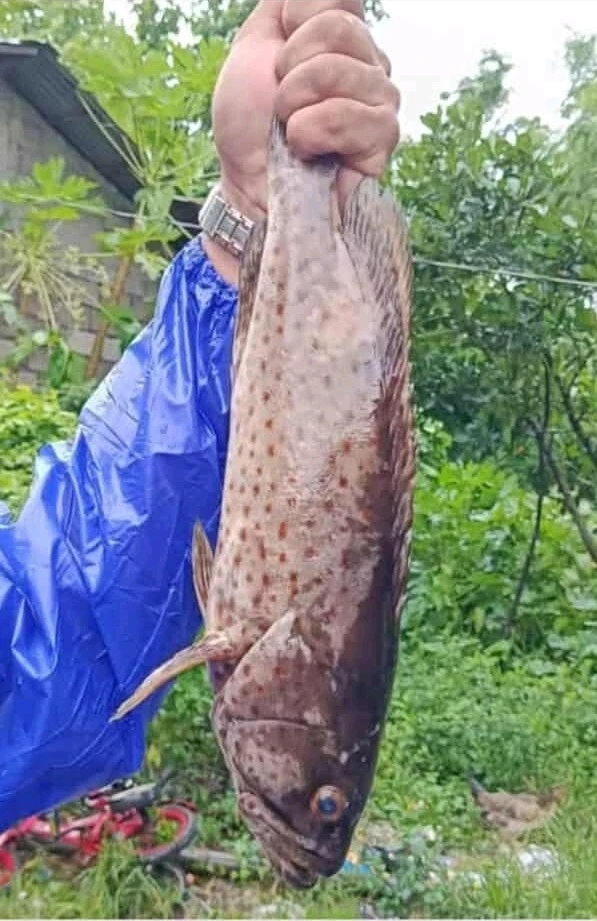 Image uploaded by Normz