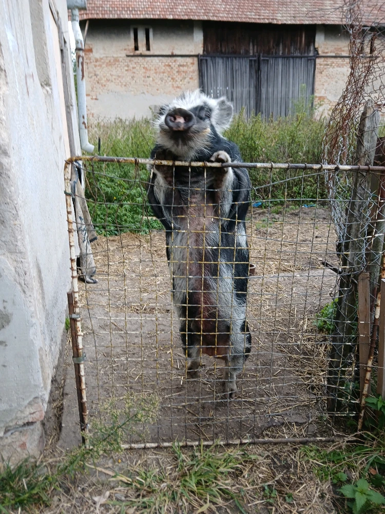 GIF nahrál Zlobilka*