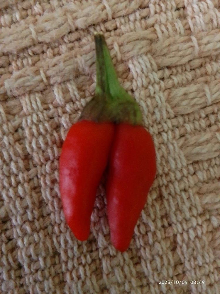 Red Hot Chili Twinny Pepper 🥵