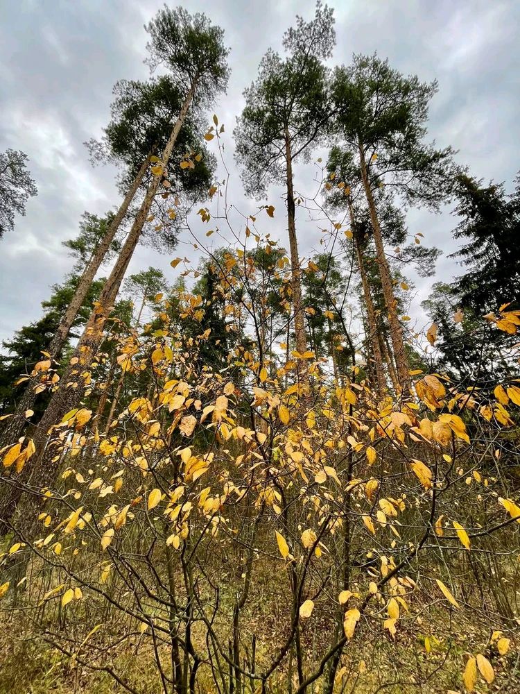 Фото загрузил Anatolii