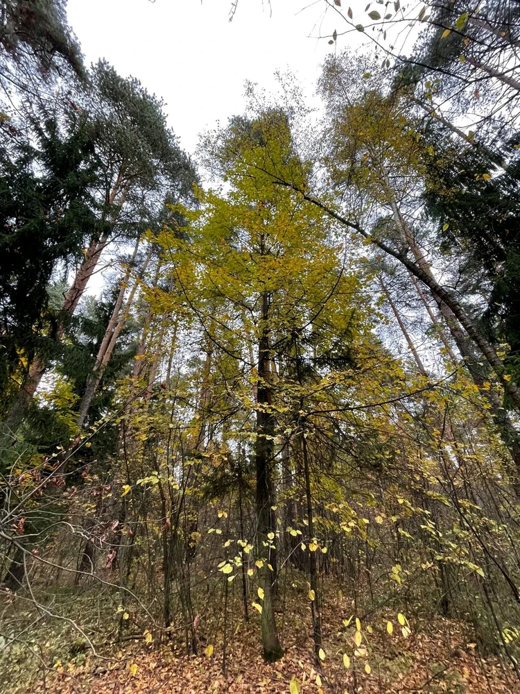 Фото загрузил Anatolii