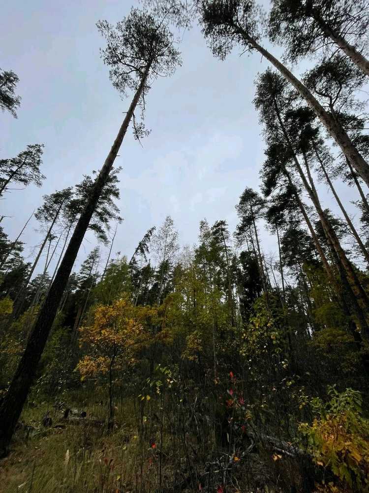 Фото загрузил Anatolii