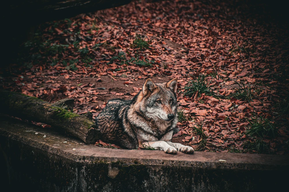 Bild hochgeladen von Johann
