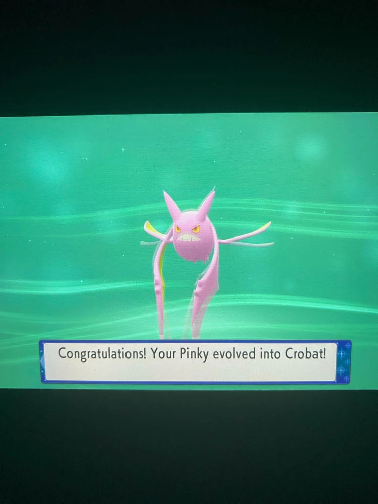 Esse é o único registro que fiz do Pinky! Infelizmente… e não irônicamente é justamente quando ele se torna de fato… Pink! 😊