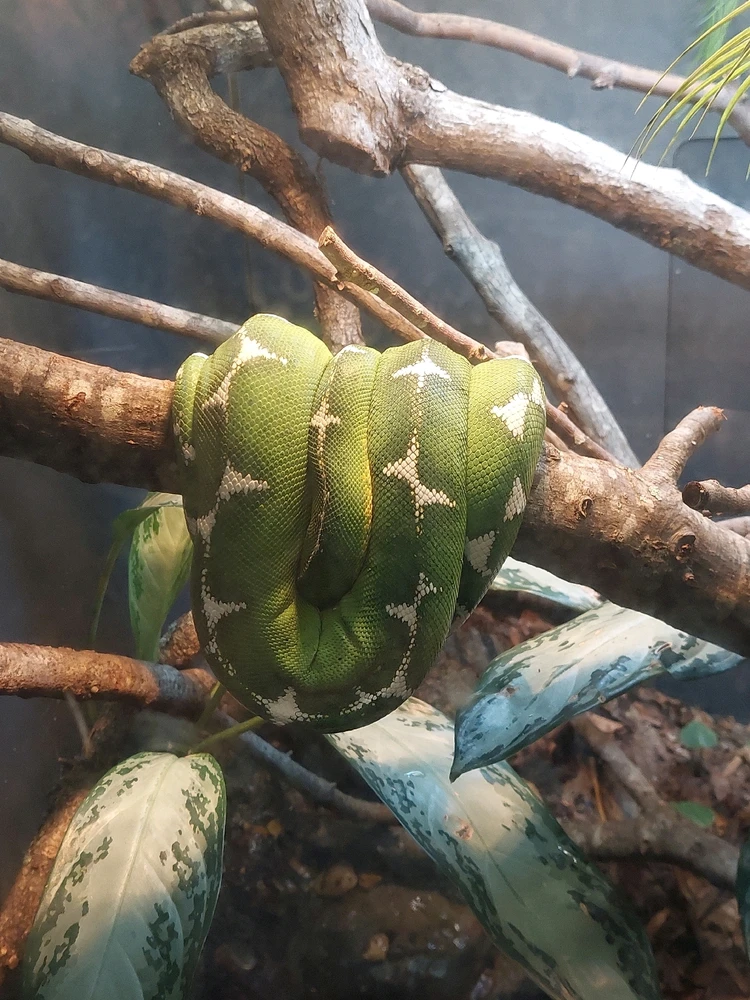 Love the coloring of this snake 😍🐍