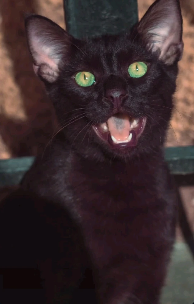 GIF uploaded by Veljko