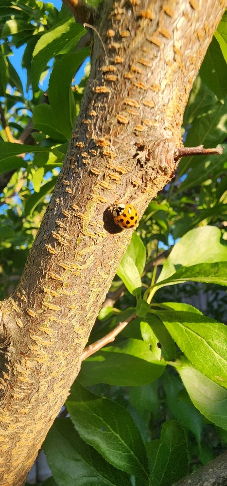 Image uploaded by Ŕąfet