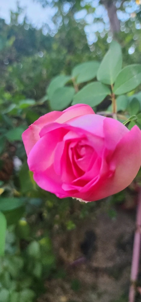 Image uploaded by Ŕąfet