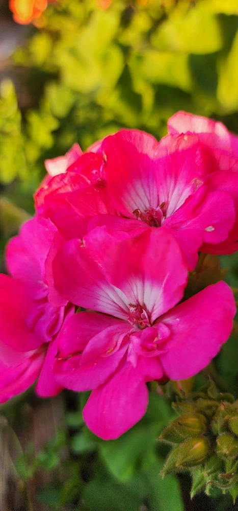 Image uploaded by Ŕąfet