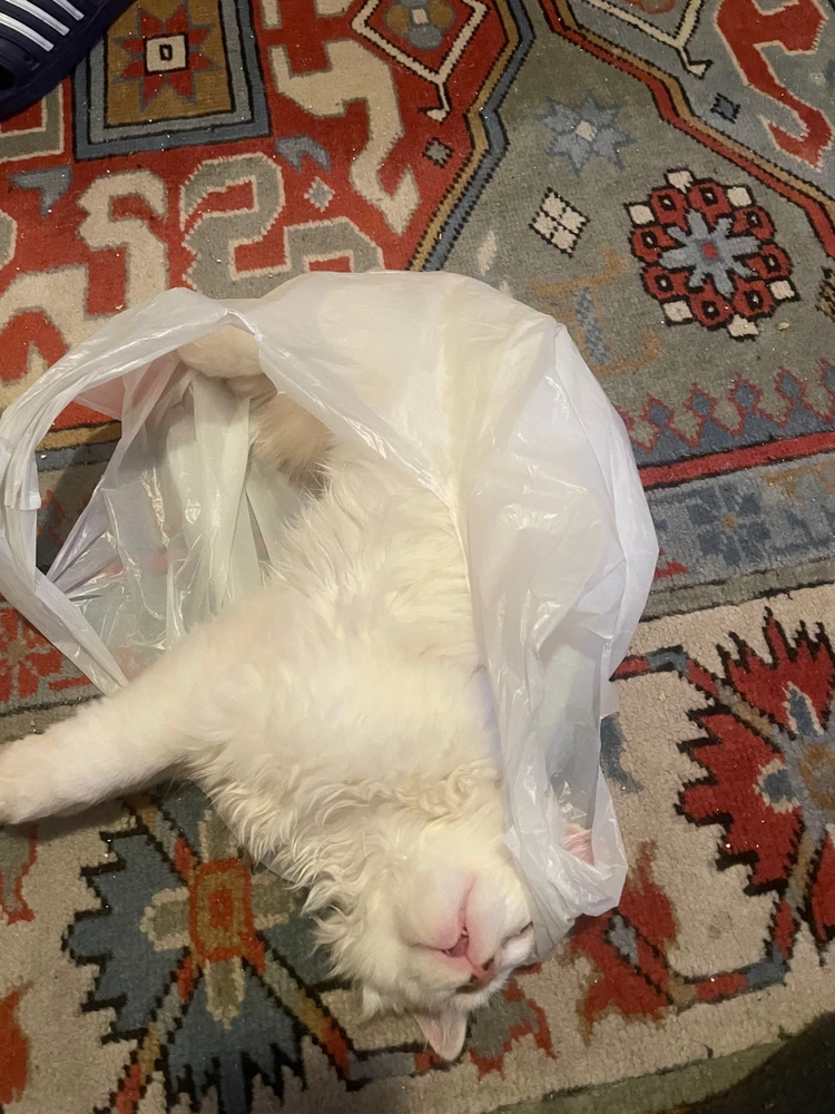 Umut tarafından yüklenen GIF