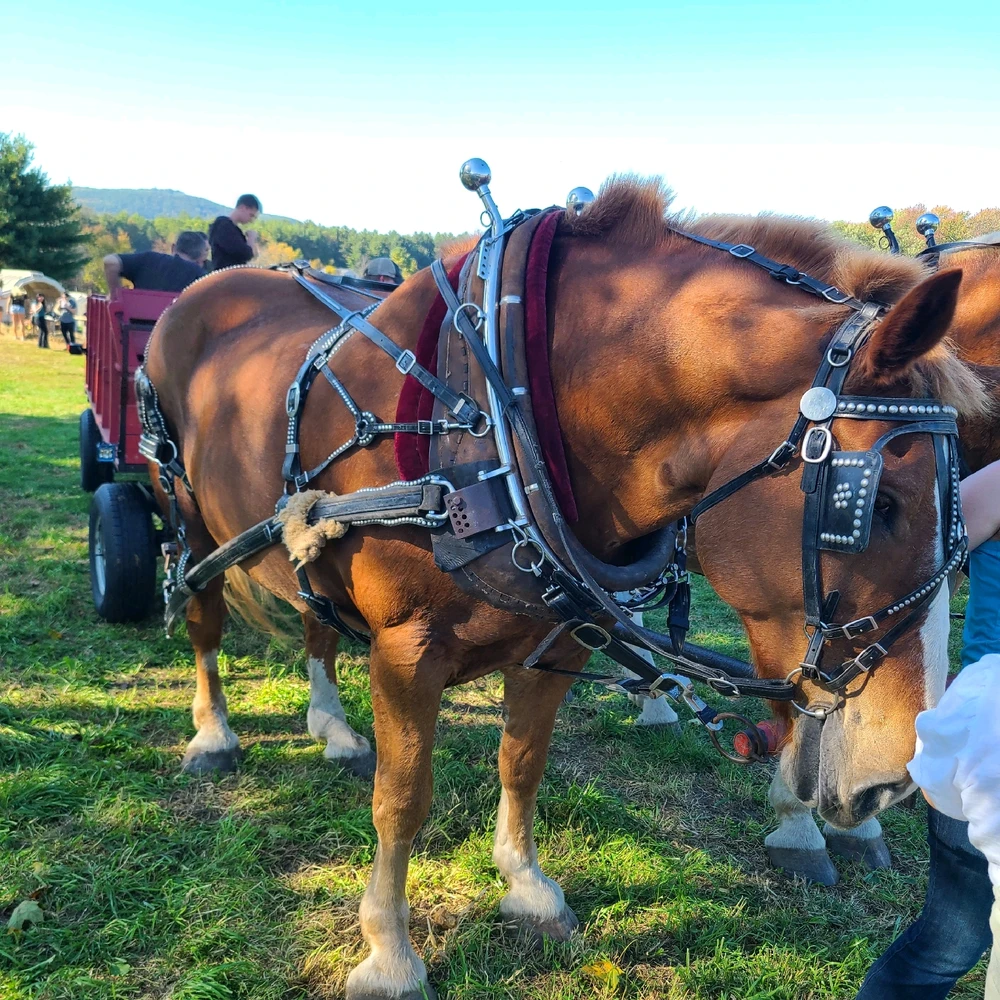 Image uploaded by Ally