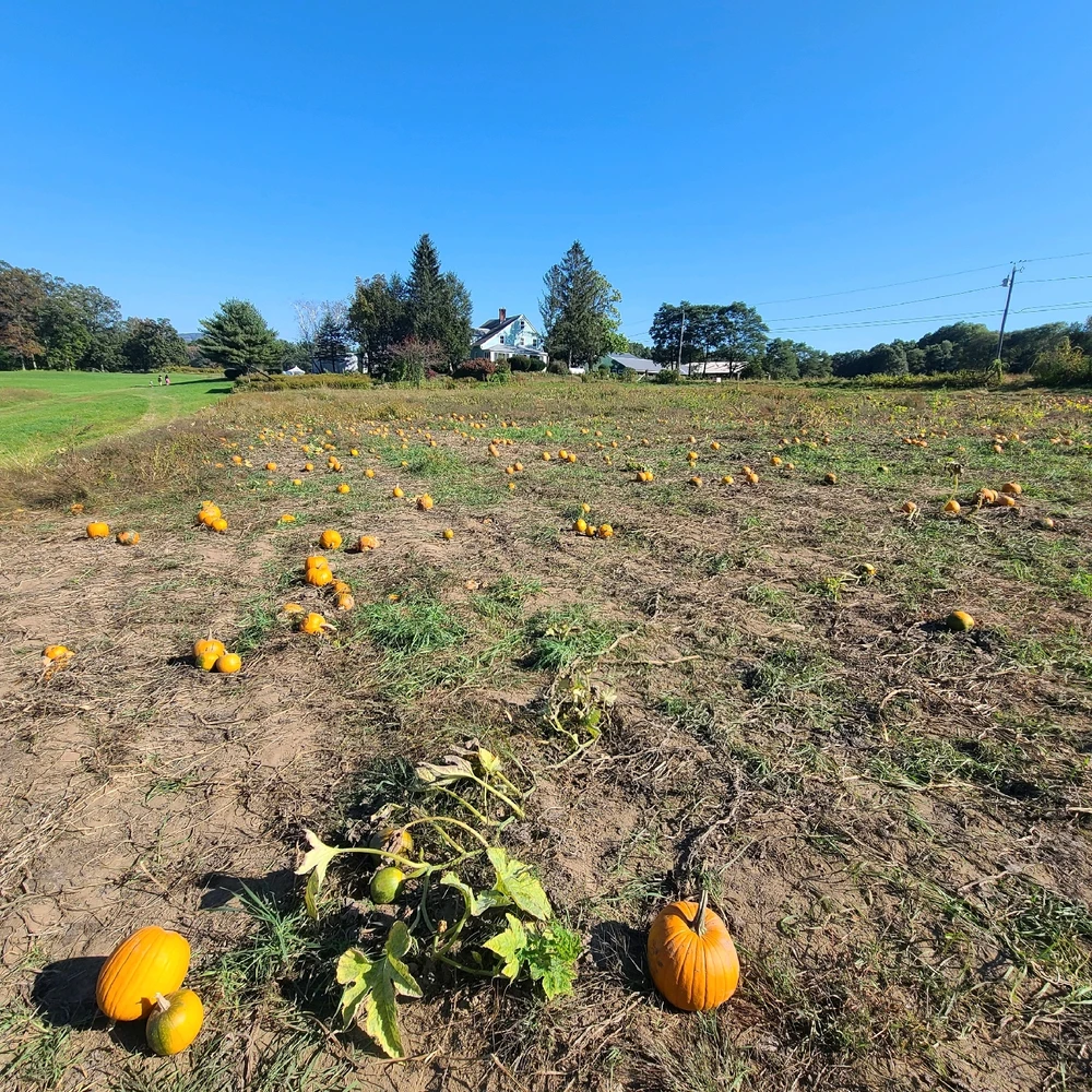 Image uploaded by Ally