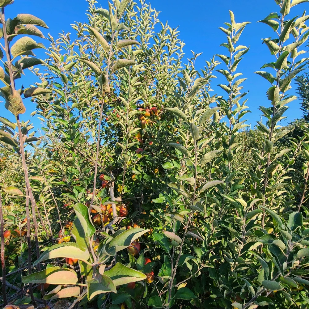 Image uploaded by Ally