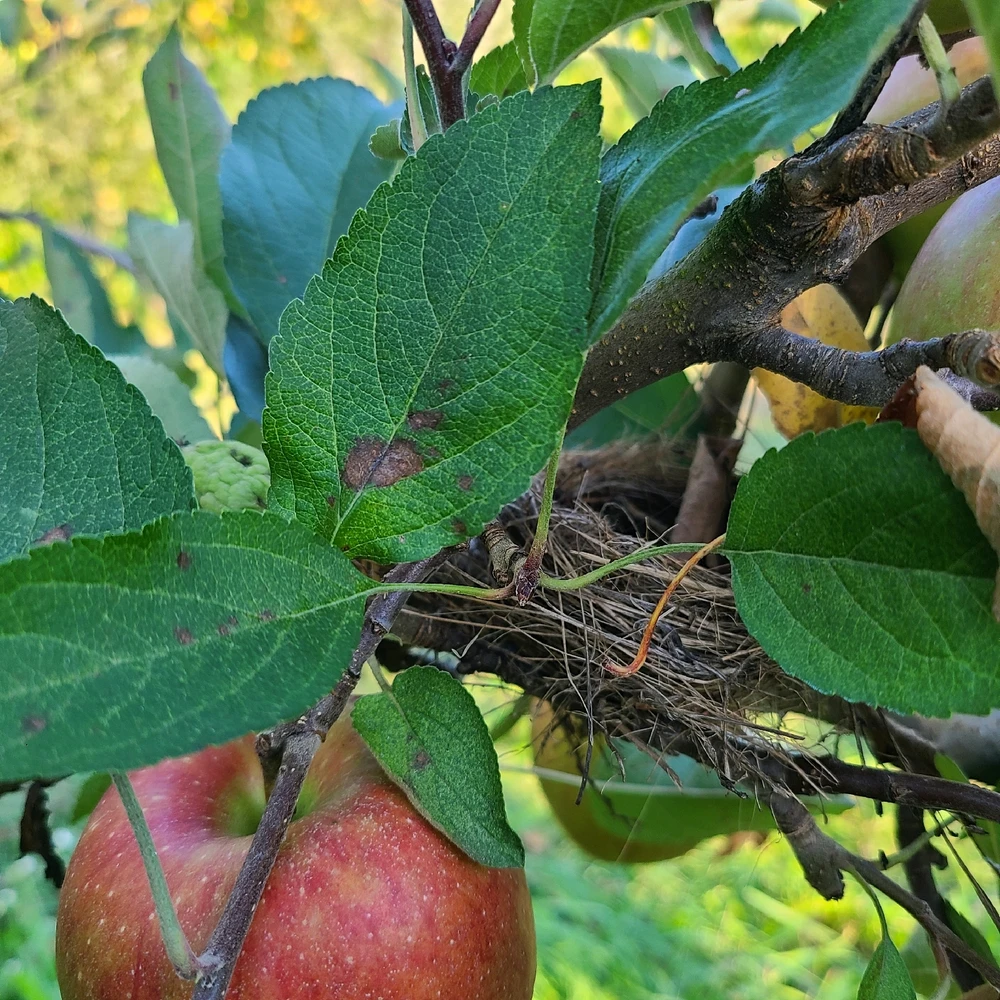 Image uploaded by Ally