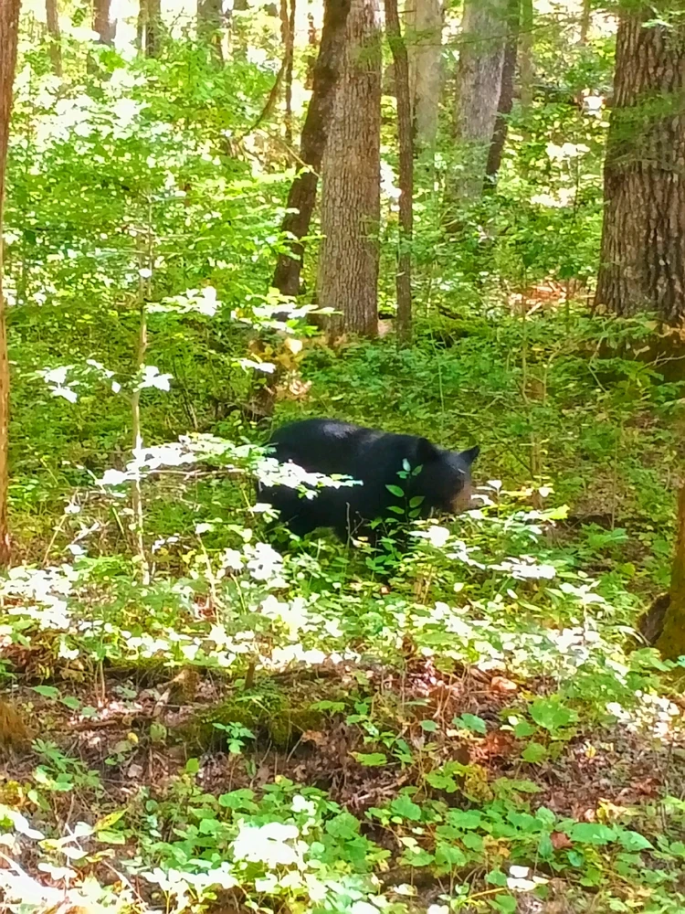 Went camping for the first time in a minute