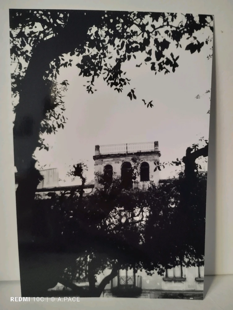 Immagine caricata da Alessandro | alpacigno