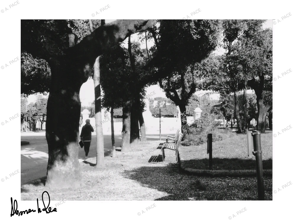 Immagine caricata da Alessandro | alpacigno