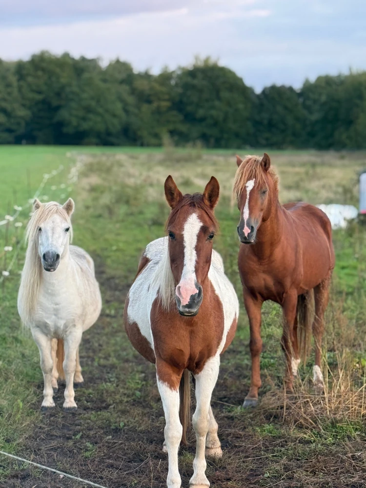 Image ajoutée par Luca