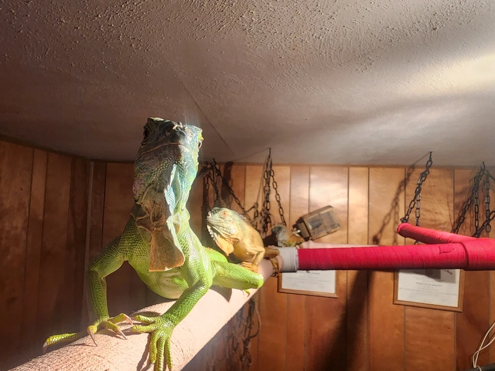 Yoshi stretching out with Bowser in pursuit.