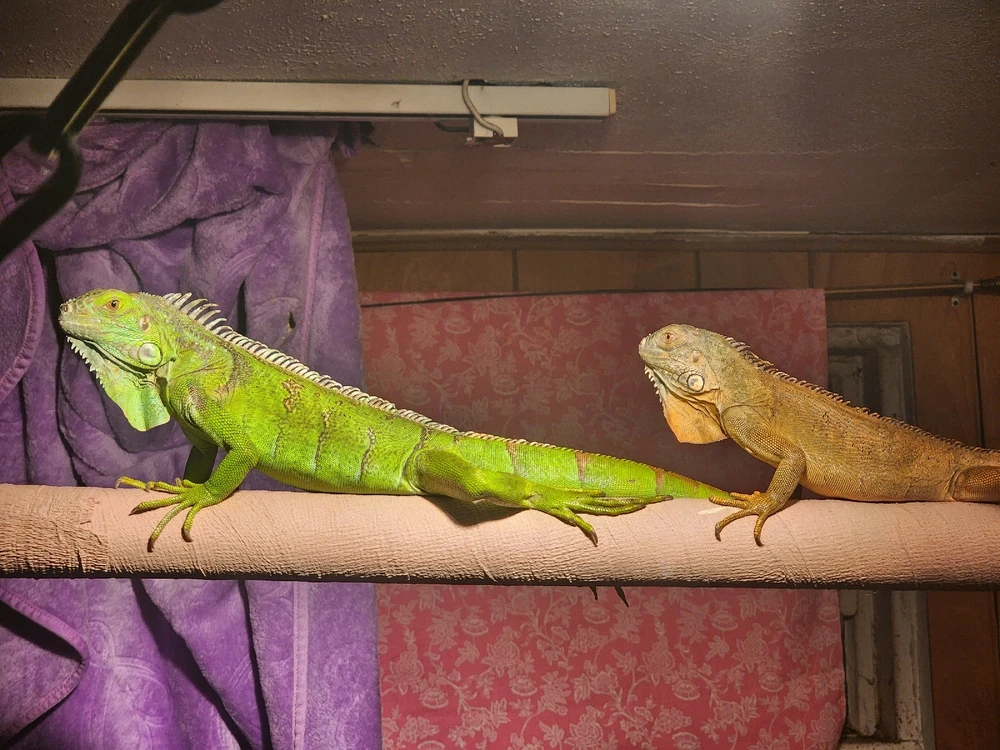 Sunbathing under the headlamps