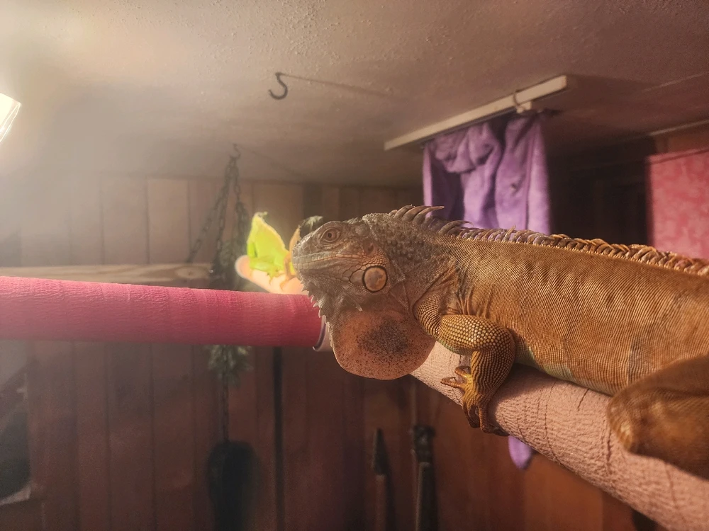 Bowser, "Hey why are looking at?"