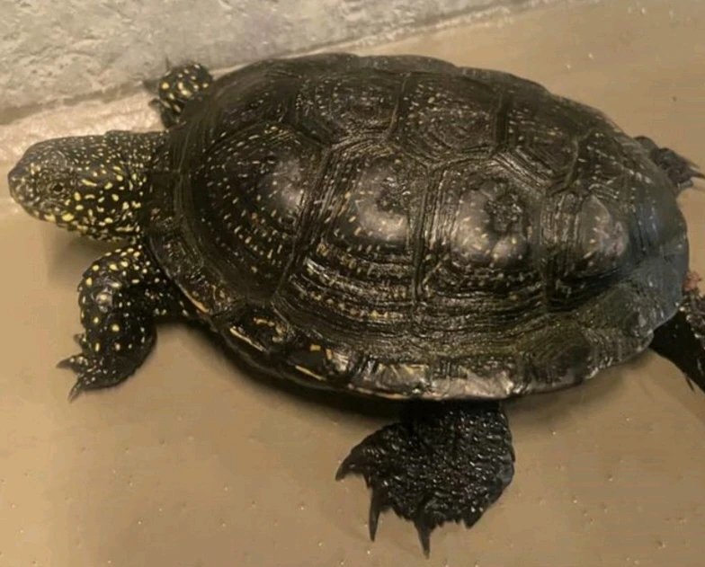 Image uploaded by Valde