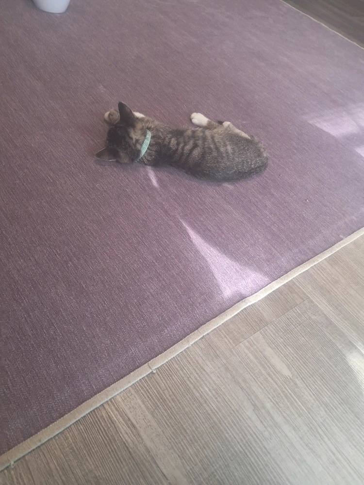 Image uploaded by Jordan