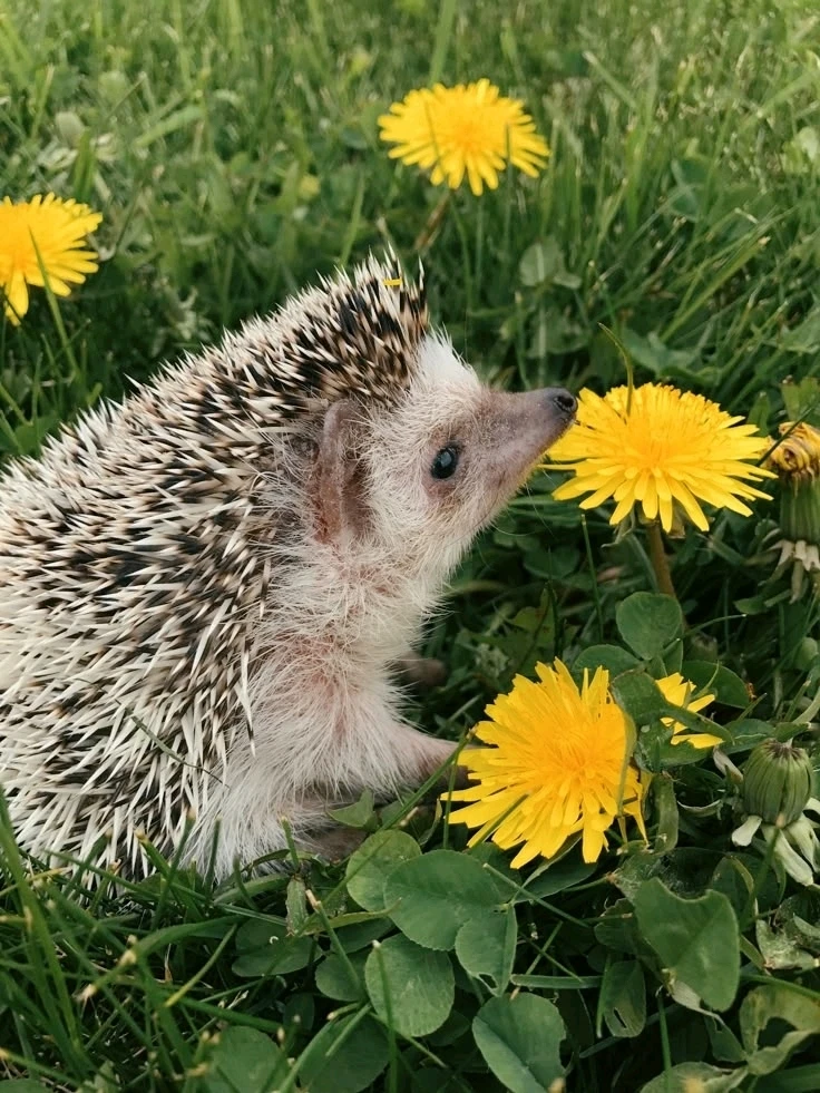 GIF uploaded by 𝓢𝓮𝓻𝓮𝓷 • 𝓢𝓮𝓻𝓮𝓷𝓭𝓲𝓹𝓲𝓽𝔂