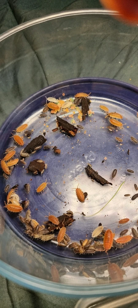 GIF uploaded by J-Klamp😜🐒