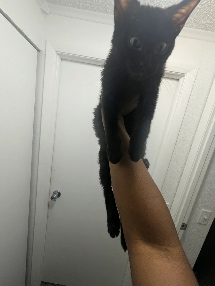 Image uploaded by Korey