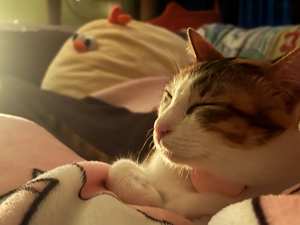 GIF uploaded by Pat♡