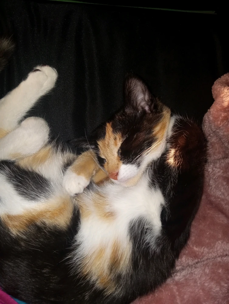 GIF uploaded by Haleigh