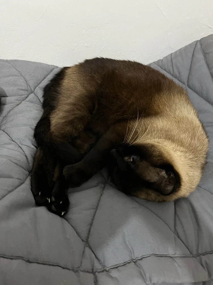 Bic está em posição de enroladinho