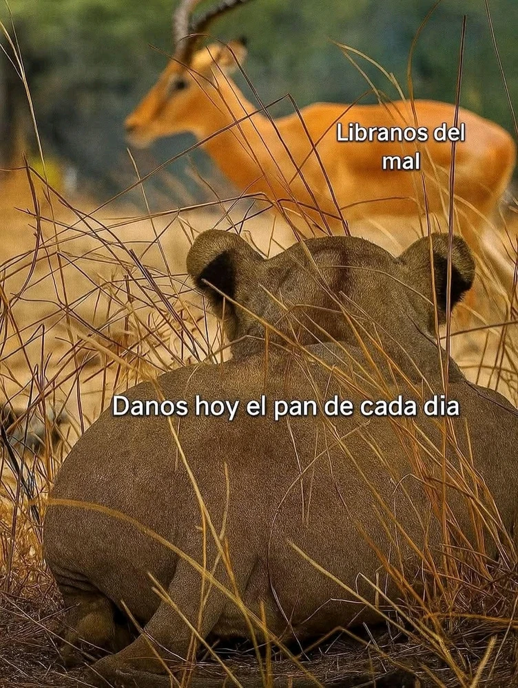 Documentales de gacelas vs Documentales de leones(?