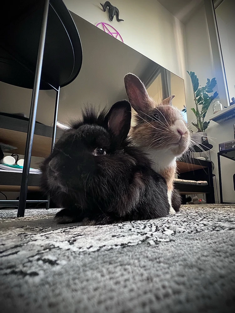 Obrázek nahrál Sára