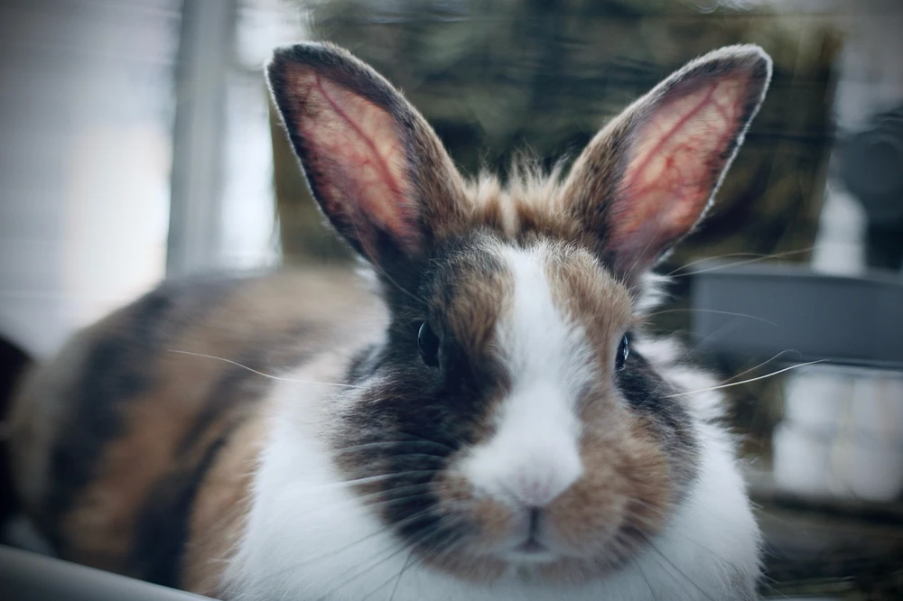 Obrázek nahrál Sára