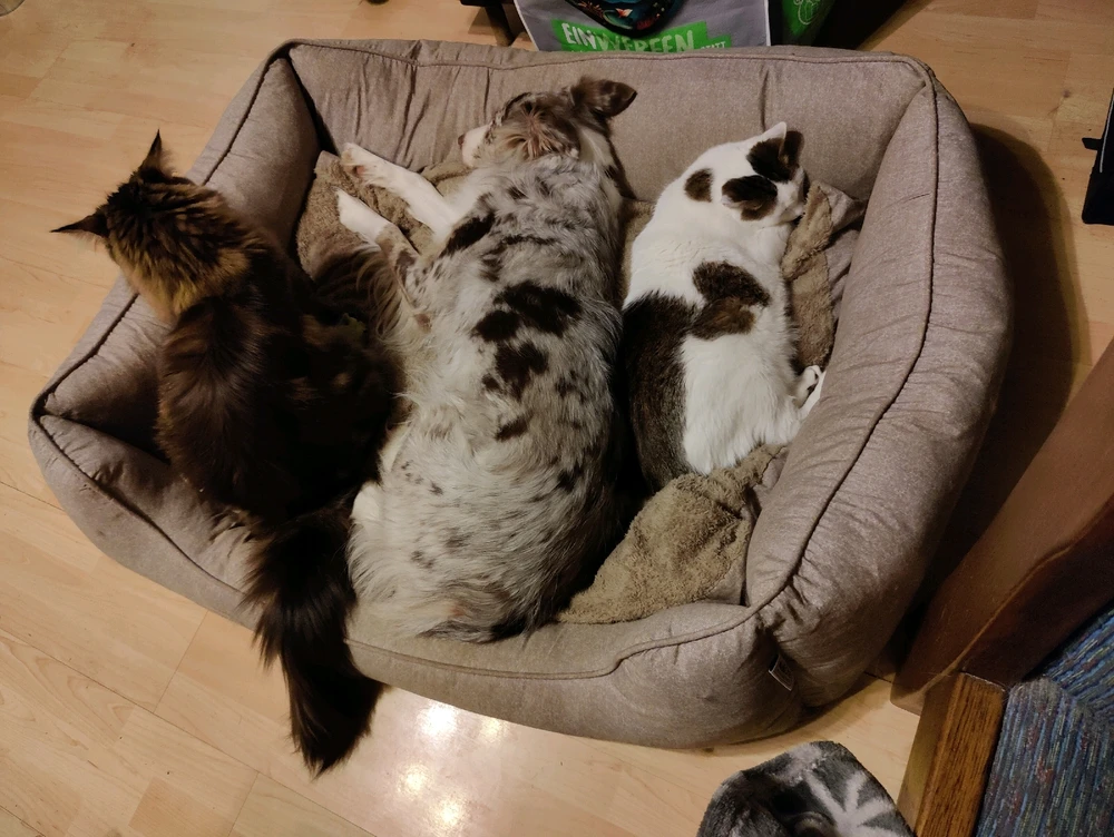 GIF hochgeladen von Michl