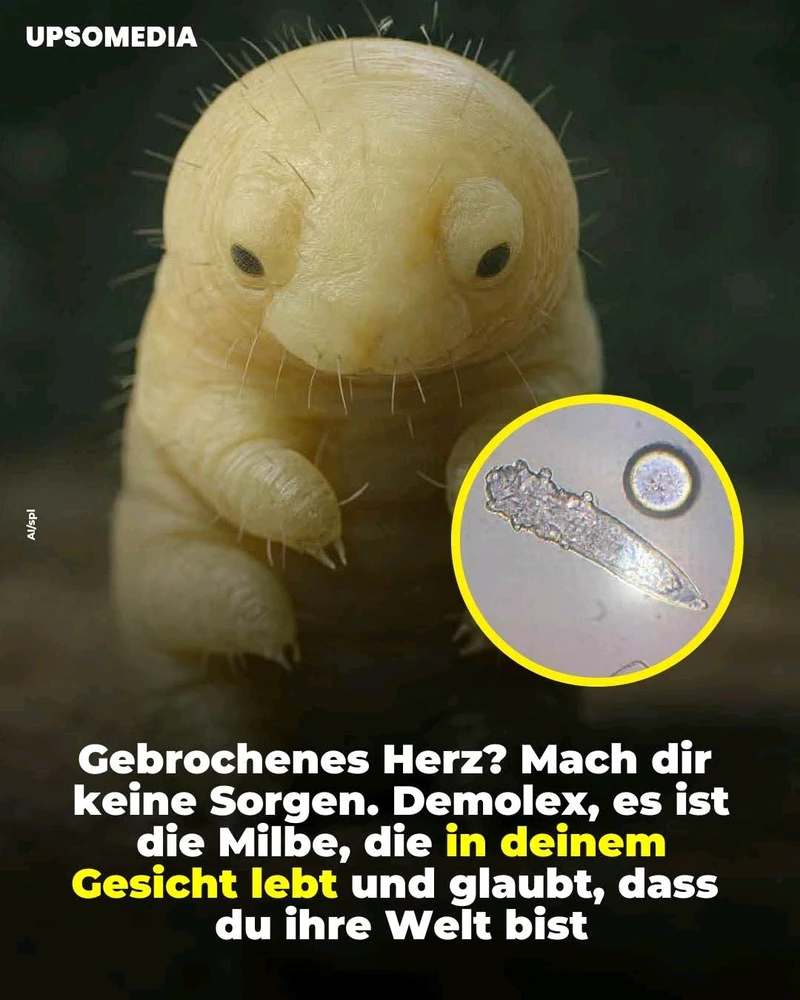 GIF hochgeladen von | ᗰᗩᖇᑕᗴᒪ |