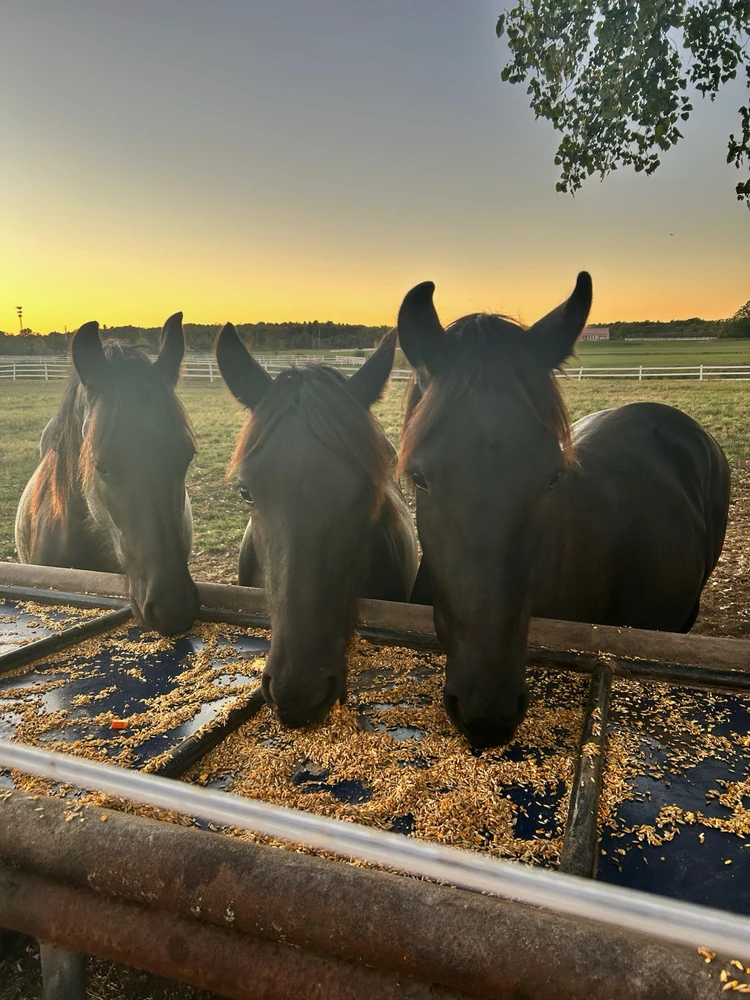 GIF uploaded by Ryleigh