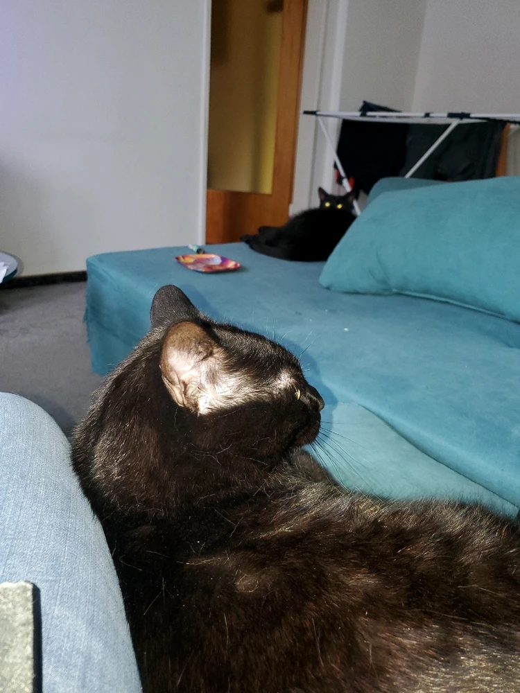 GIF hochgeladen von Chriss