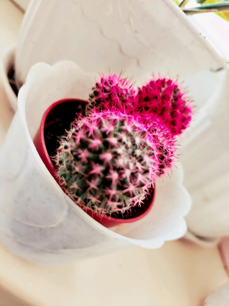 Фото загрузил Анастасия