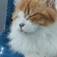 Image uploaded by Pidot