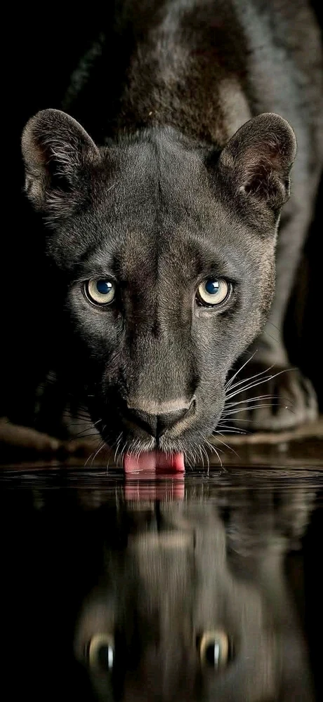 GIF ανέβηκε από Νίκος