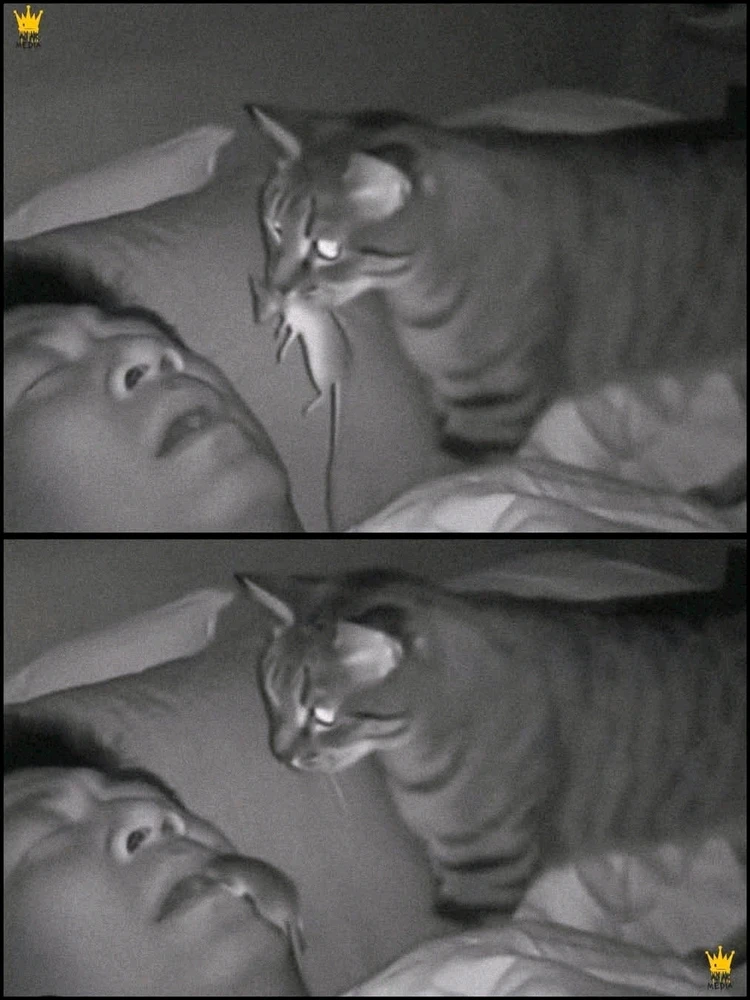 GIF uploaded by Marta the Mystic